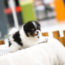 구산동강아지 이미지