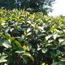 설아다원 이미지