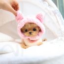 프리미엄 켄넬 이미지