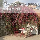 충남 아산 플라워돔 카페 장미폭포 포토존 5월 23일 만개 실시간 풍경