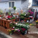 내이동우체국 | [밀양꽃집] 예쁜꽃이 많은 시내 우체국 골목에 있는 꽃길 봄을 알리네요.