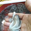 목포세발낙지 이미지