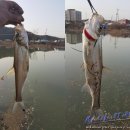 굿모닝모노2호 발전소 | 송전지 배스 마수걸이와 강준치 몸풀기