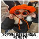 권종농장 | 제주투어패스 곱은달 감귤체험농장 12월 내돈내산 체험후기