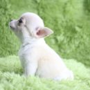 은아농장 이미지