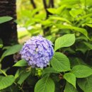 다온숲 - 김포시 전원로 5 | 구미 수국 명소 다온숲 다녀온 솔직후기, 아직은 조금 이른 개화