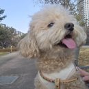삼송동물병원 | 삼송애견미용 '댕댕구름'에서 목욕과 위생미용한 후기!