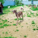 한강펫케어센터 이미지