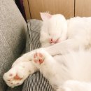 그루밍친친 이미지