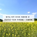 당남리섬농업단지이동식화장실2 | 경기도 여주 아이와가볼만한곳 _ 당남리섬 이포보 유채꽃, 수레국화 꽃밭