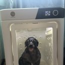 꼬미펫 | [펫 드라이룸] 피부병 있는 반려견을 위한 페페 DR-300PRO 내돈내산 후기