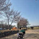 갯골길 | 시흥 벚꽃명소 시흥갯골생태공원 4월 5일 벚꽃 방문 후기