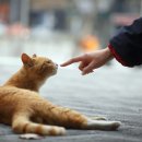 행복한고양이 이미지