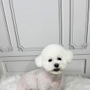 엔젤라독 | 수성구애견미용 천사 같은 반려견 맞춤 돌봄, 엔젤라독 체험기