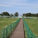 제주의 제주마 이미지