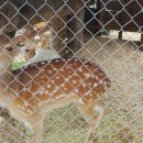 대관령 아기동물농장 이미지