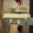 고양이다락방 이미지