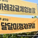 미정농장 | 제주 여행 필수 코스! 하례감귤체험농장에서 즐기는 귤따기 체험 후기