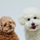 아이안 동물의료센터 이미지