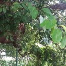 수완1제 이미지