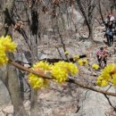 솔잎향기 이미지