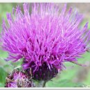 늘 좋은생각 이미지