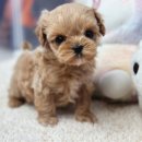 앙쥬펫 강아지분양 은평구점 이미지