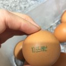 뜨레난농장 | 동물복지 계란을 먹어요. 뜨레난 동물복지 계란