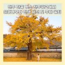 홍산향교 은행나무 | 전주 단풍 명소 전주향교에서 은행나무와 인생 사진 및 주차 꿀팁