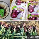 Re:신토불이 해남땅끝농장 자색양파즙 50% 맛보기 당첨자발표 이미지