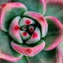 아담과이브 이미지