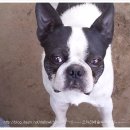 봉팔이네 이미지