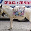 도그뷰티 이미지