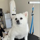 유어펫 살롱 이미지