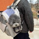 고백카페 | 강아지 이동가방 백팩 추천 ‘어답트미 쉽고백팩’ 내돈내산 솔직 후기!
