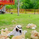 억만목장 | 나트랑 가족 자유여행 판랑 사막투어 코스 시간 복장 꿀팁 후기