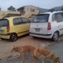 진도개 사랑 이미지