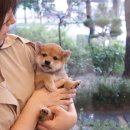 시바스럽 이미지