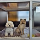 도그베이 오산점 이미지