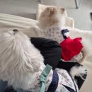 제부 포레스트 | 내돈내산 제부도 강아지팬션 제부포레스트 다녀 온 후기입니듀아아