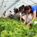 하도문쌈채마을 이미지