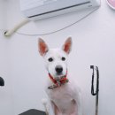 미용하는 훈련사 이미지