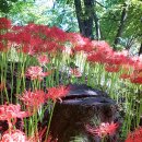 화원관광지 이미지