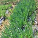 광주농장 이미지