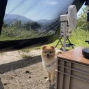 뷰앤힐 | 양평 리버앤힐 노지캠핑장 후기 |강아지동반 |아이와함께