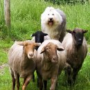 목양견(Sheep Dog, 牧羊犬) ​유럽 이미지