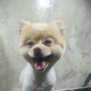 쭈니쭈니 펫살롱 이미지