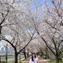 철산교 | 서울 벚꽃 명소 안양천 벚꽃 실시간 현황 (가산디지털단지-철산교 부근)