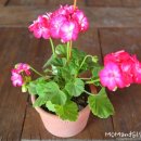 향기4로,향기5로 이미지