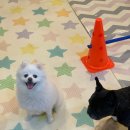 퍼피스쿨 이미지